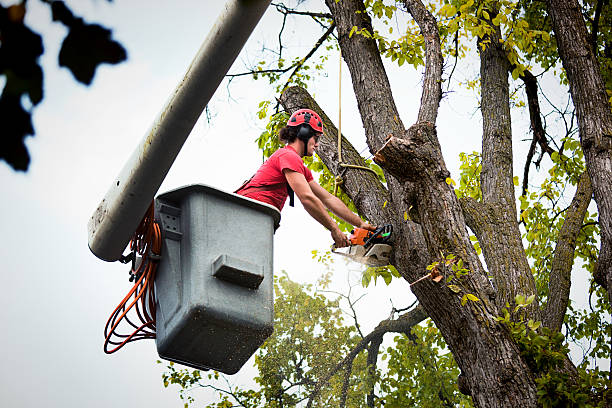 Best Tree Disease Treatment  in Port Lavaca, TX